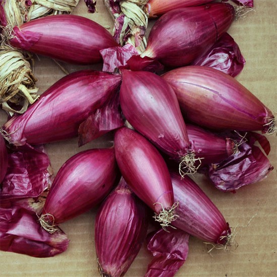 CIPOLLA ROSSA LUNGA DI TROPEA GR.100